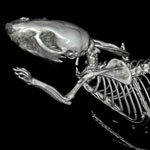 Body scan of a mouse (preclinical application). Volume rendering view of a skeleton. Feldkamp reconstruction.