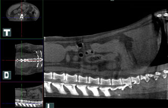 MPR Image. Multiple Spine Lesions, Dachshund
